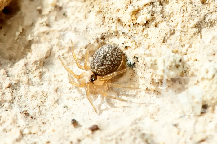 Oecobius sp. da Malta